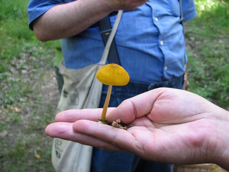 Pluteus leoninus